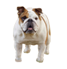 Butler